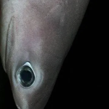 chat with ai character: SIX-GILLED SHARK