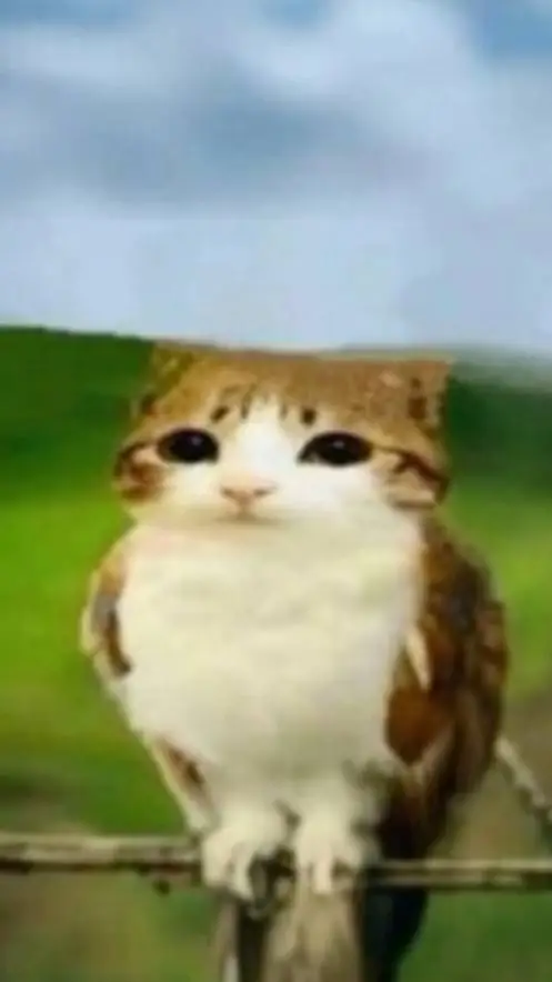 ai character: Meowl background