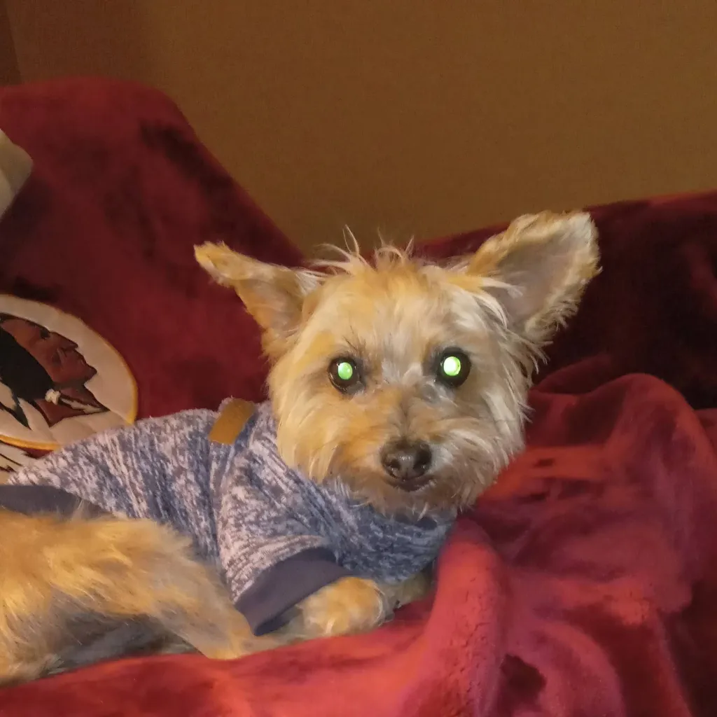 chat with ai character: cosmo