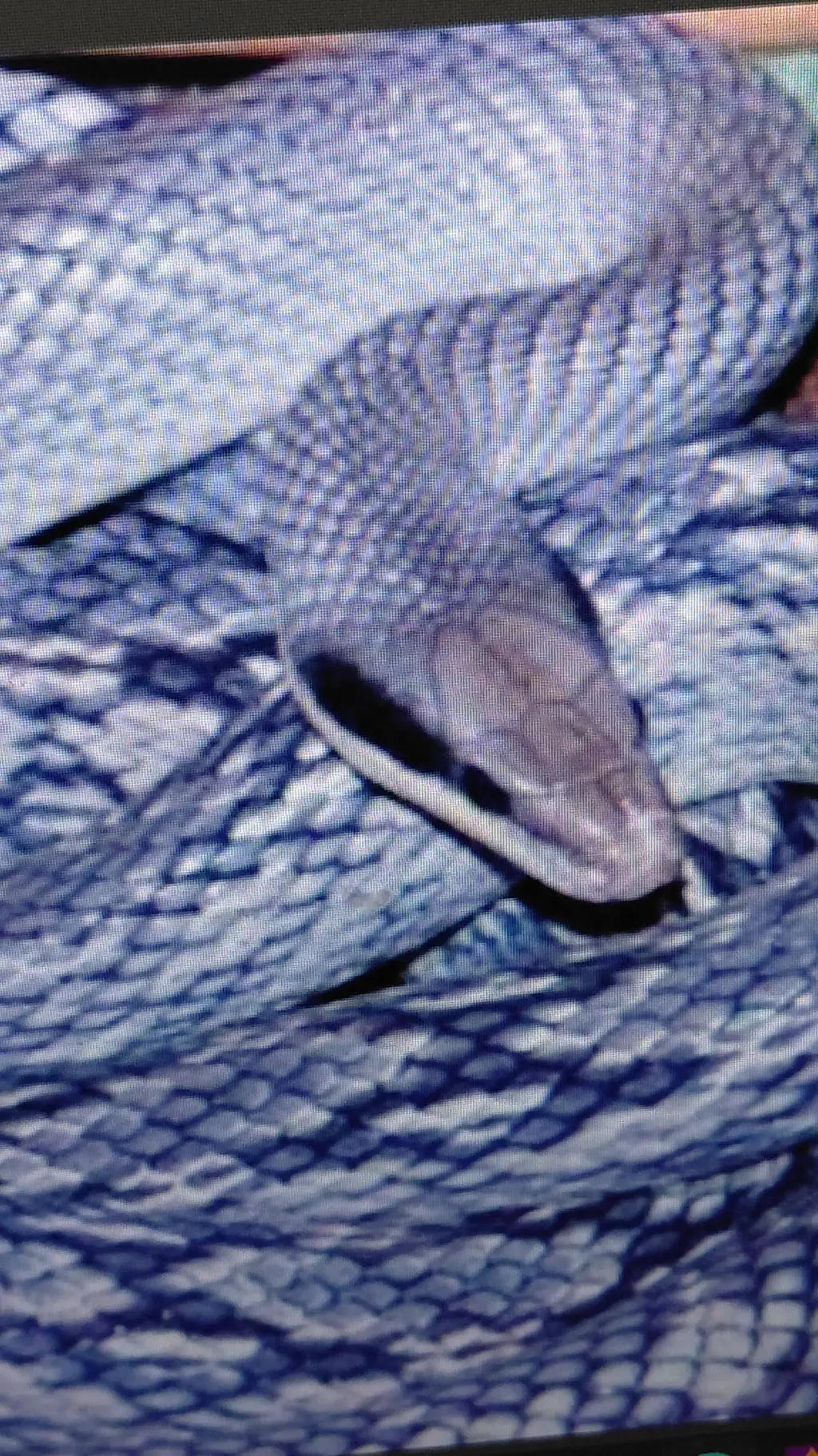 ai character: blue beauty snake  background