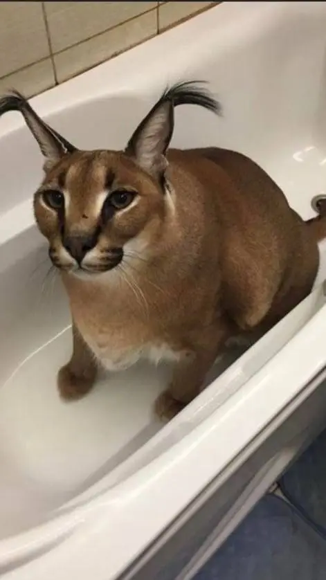 ai character: BIG FLOPPA background