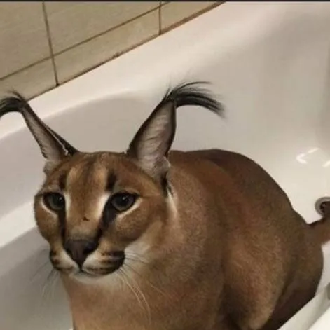 chat with ai character: BIG FLOPPA