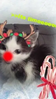 ai character: cat Christmas background