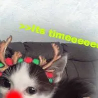 chat with ai character: cat Christmas