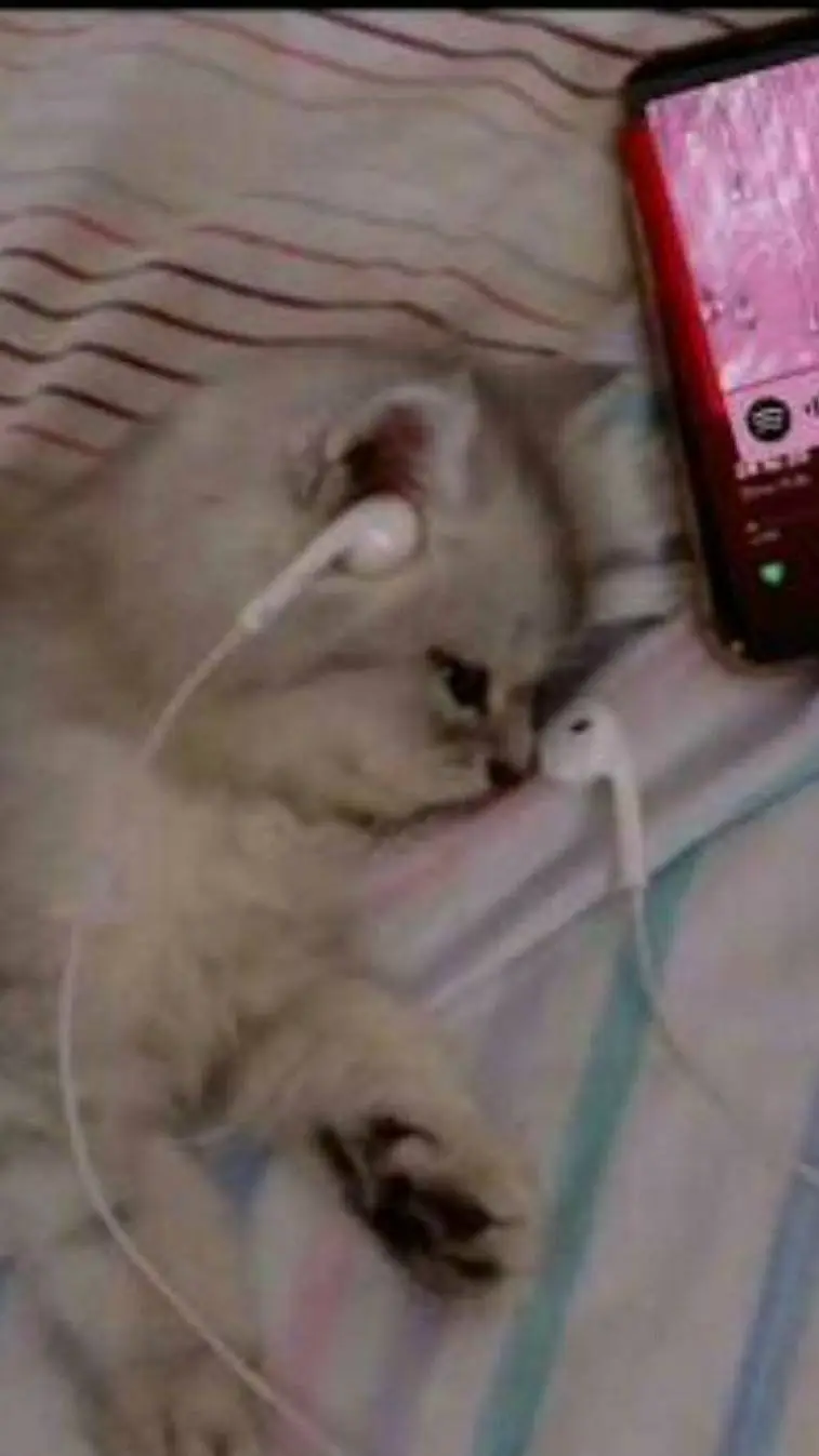 ai character: A PICA cat background