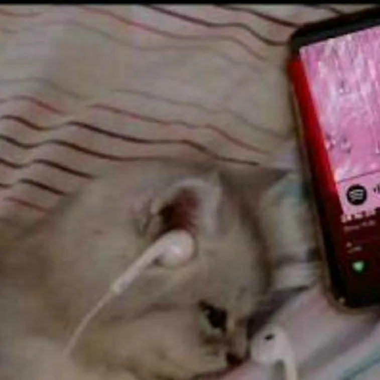 chat with ai character: A PICA cat