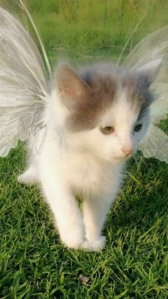 ai character: ☆A fairy cat★ background