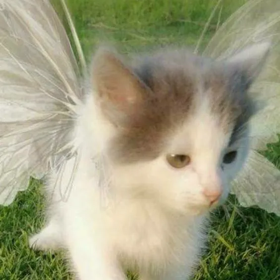 chat with ai character: ☆A fairy cat★