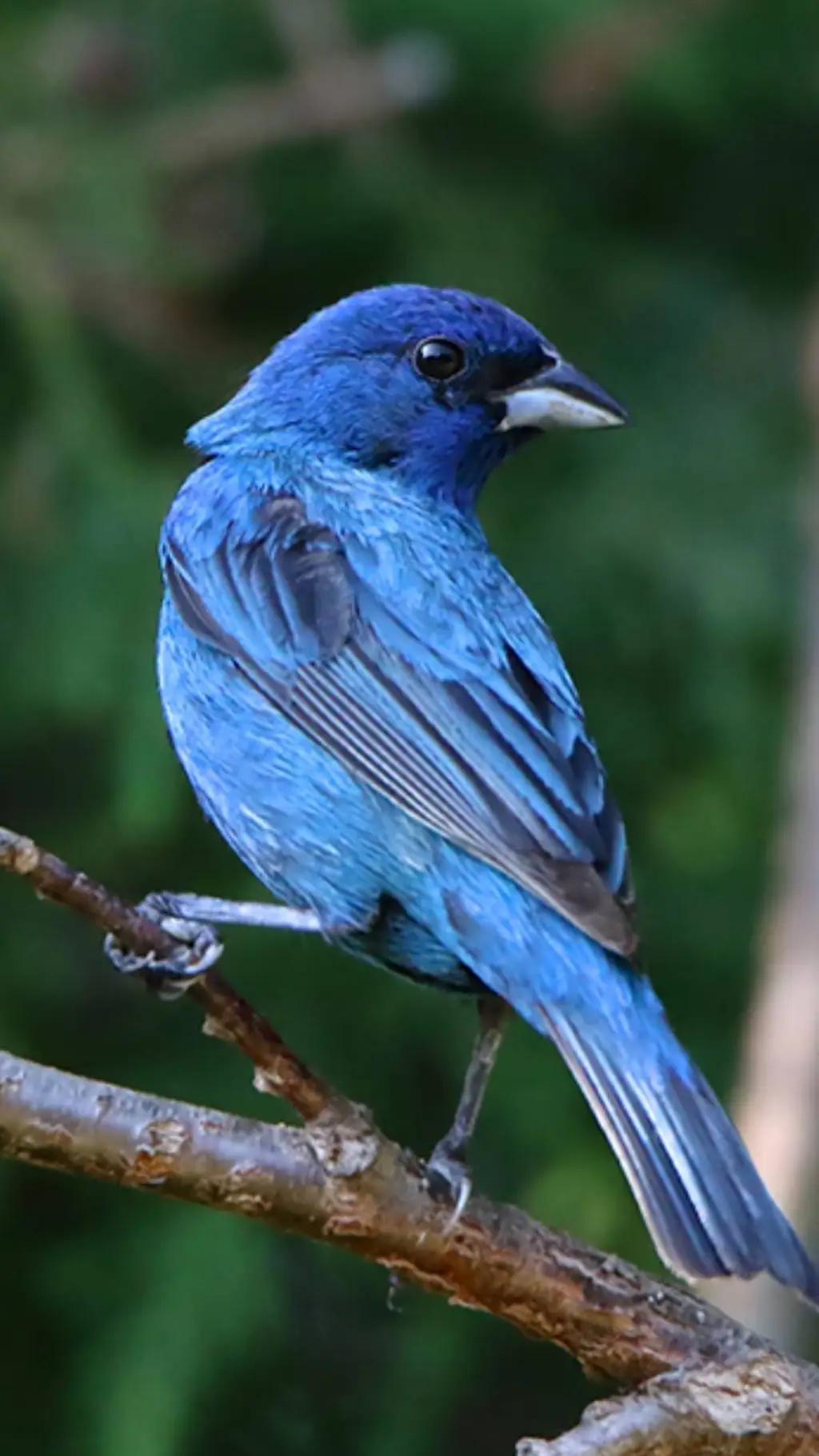 ai character: Bird obby plus background
