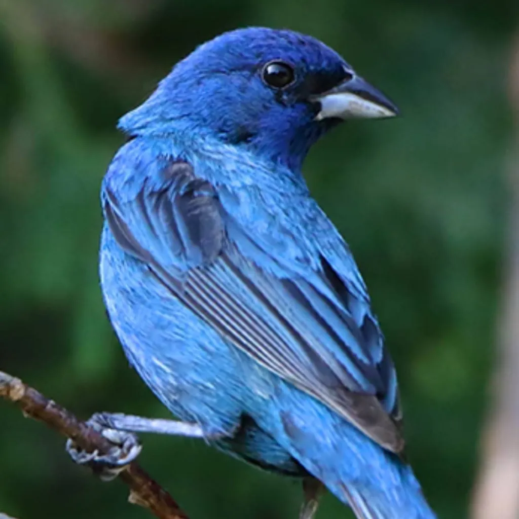 chat with ai character: Bird obby plus