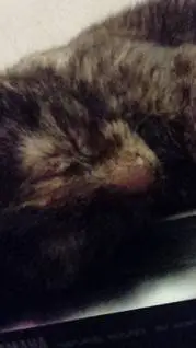 ai character: ~†MY CAT, PEPSI†~ background