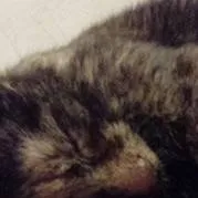 chat with ai character: ~†MY CAT, PEPSI†~