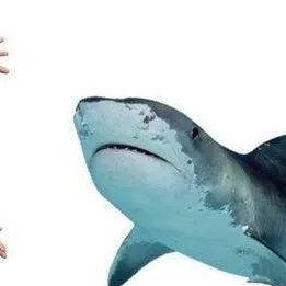 chat with ai character: alfa tiburón 🦈