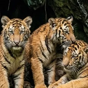 chat with ai character: 3 Abandoned Cubs