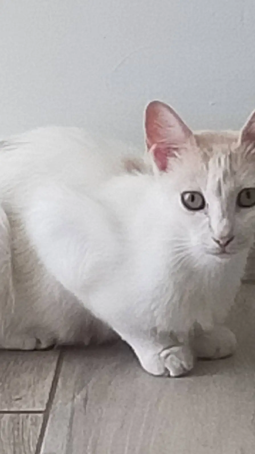 ai character: Mi gato💗✨ background