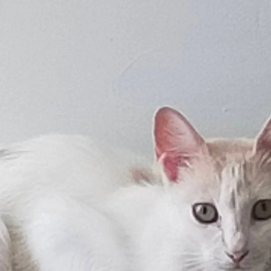 chat with ai character: Mi gato💗✨