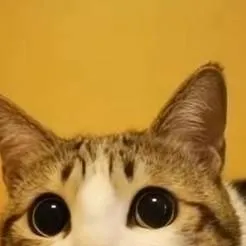 chat with ai character: 007n7 x noli prt2