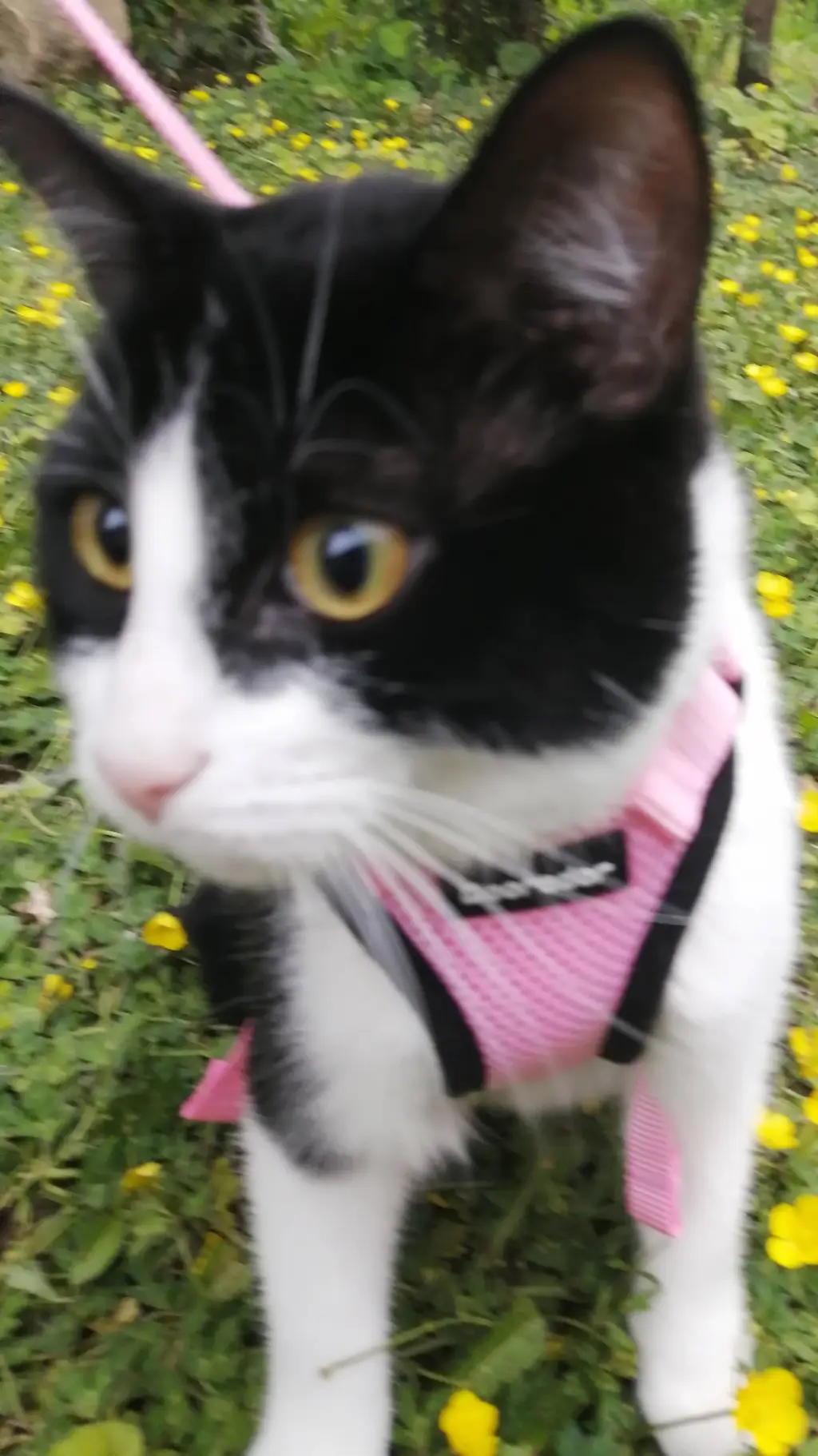 ai character: Darknyan background