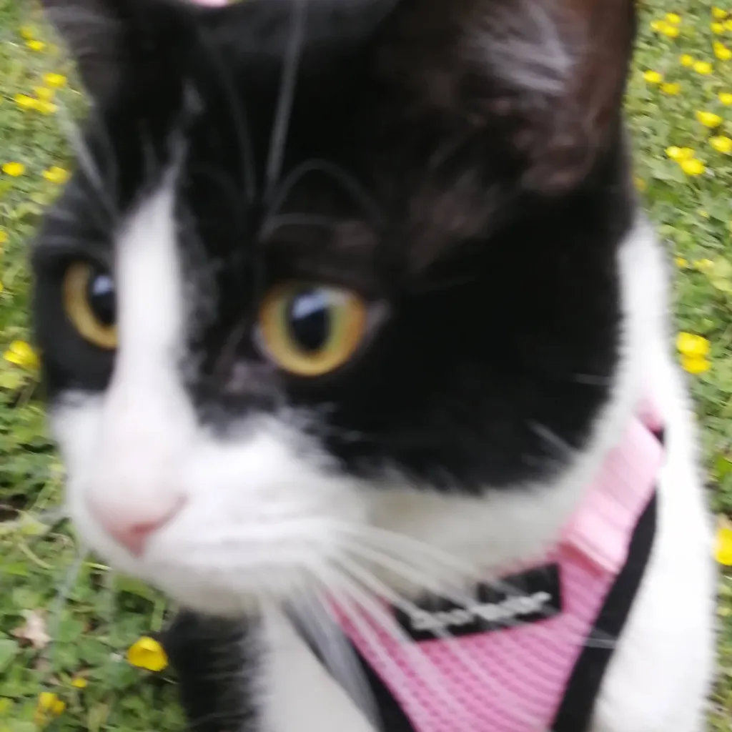 chat with ai character: Darknyan