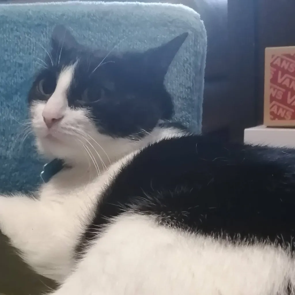 chat with ai character: Darknyan