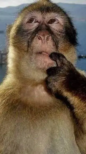 ai character: Funky monkey background