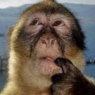 chat with ai character: Funky monkey