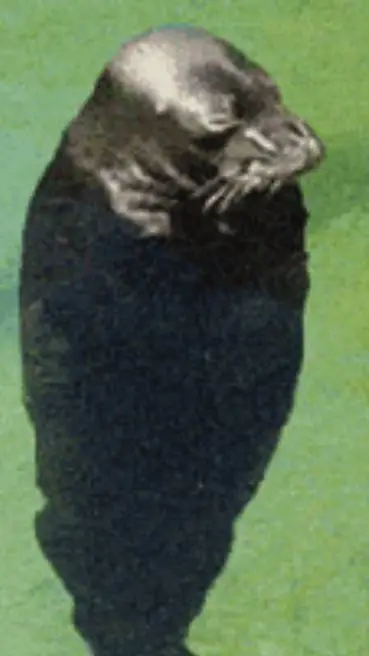 ai character: depressed seal background