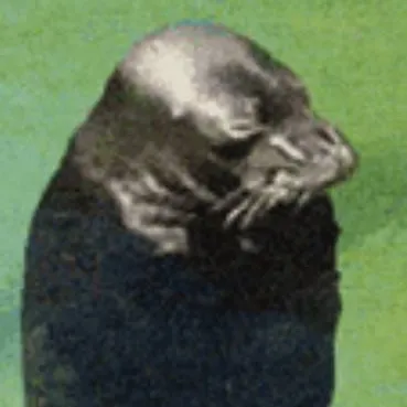 chat with ai character: depressed seal