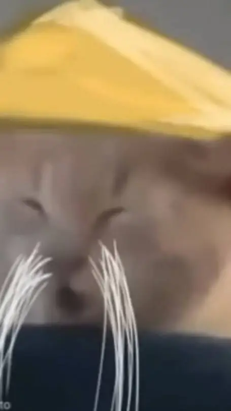 ai character: Chat chinois  background