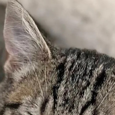chat with ai character: eepy kitty