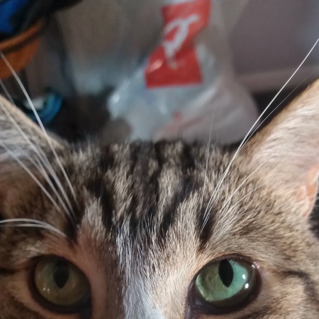 chat with ai character: SAVE THE DEER!!!!!