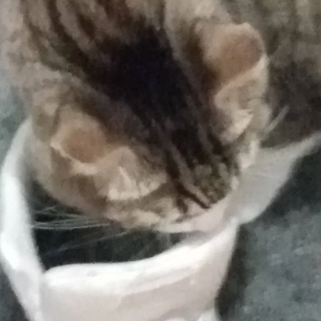 chat with ai character: FORSAKEN!!!