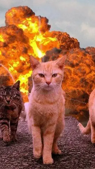 ai character: WARZONE CATS background