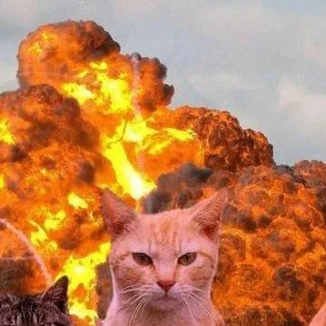 chat with ai character: WARZONE CATS