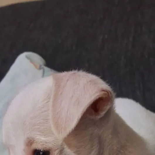chat with ai character: perrito mini