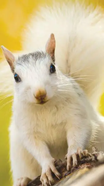 ai character: albino squirrel background