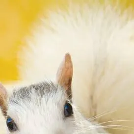 chat with ai character: albino squirrel