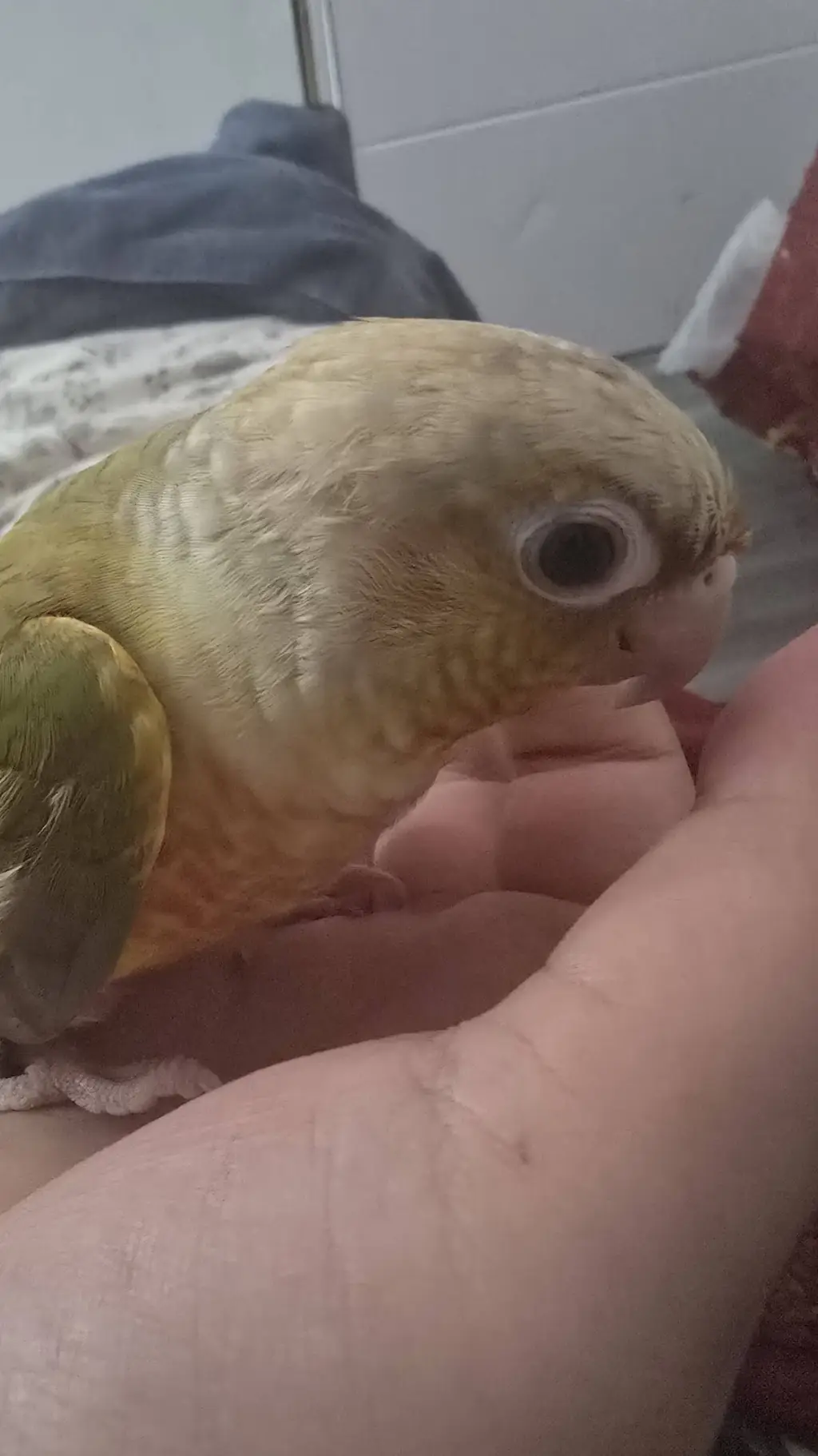 ai character: tom wkq79's parrot background