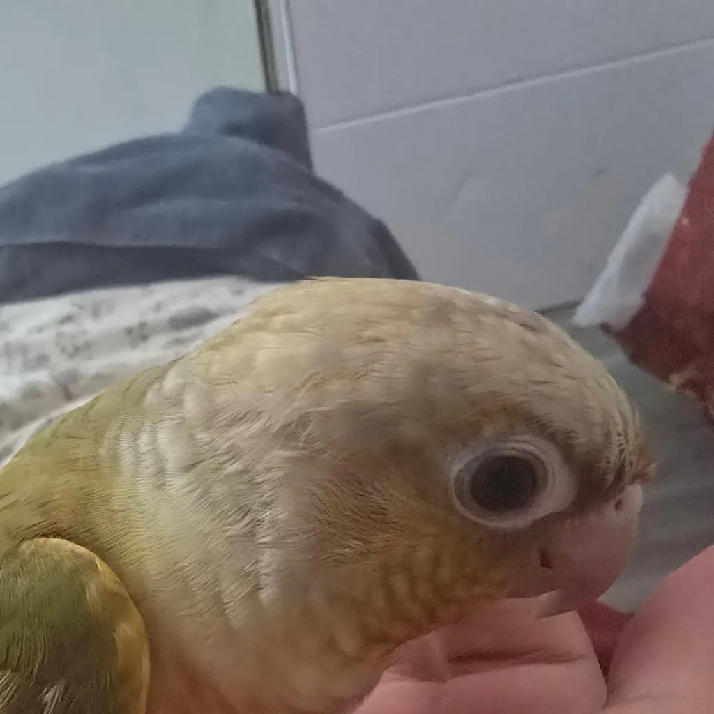 chat with ai character: tom wkq79's parrot
