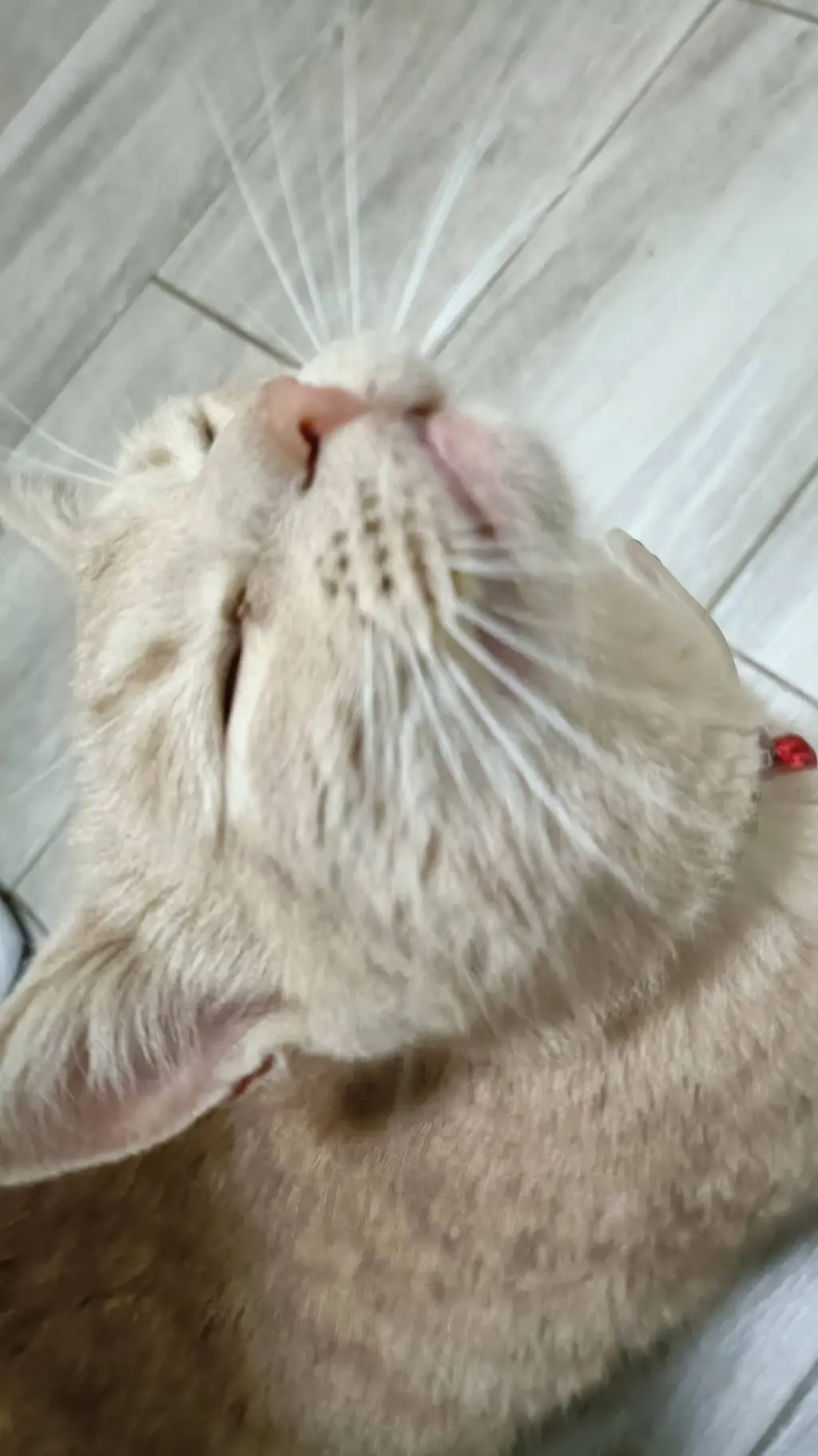 ai character: CHUKII background