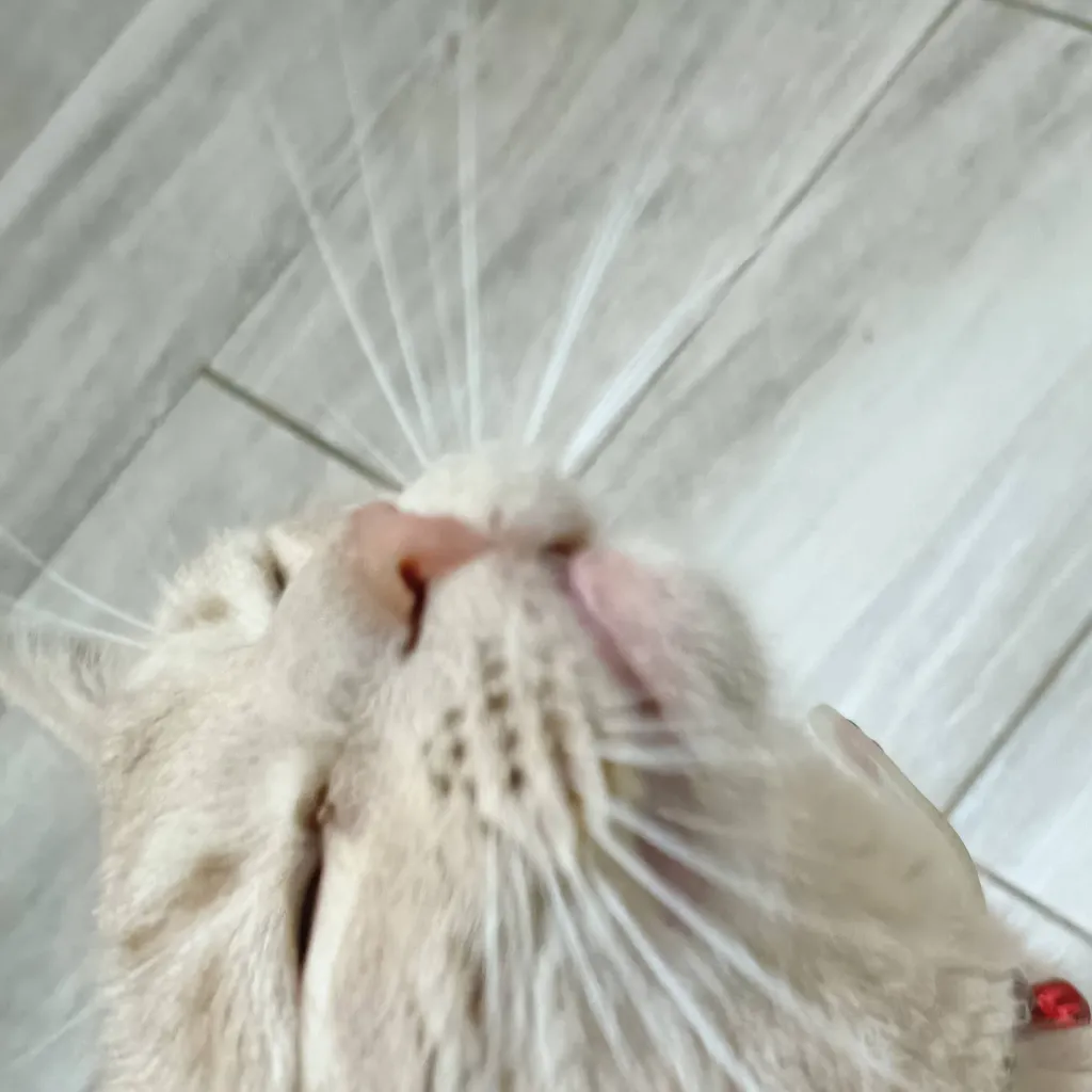 chat with ai character: CHUKII