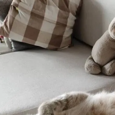 chat with ai character: cute cat