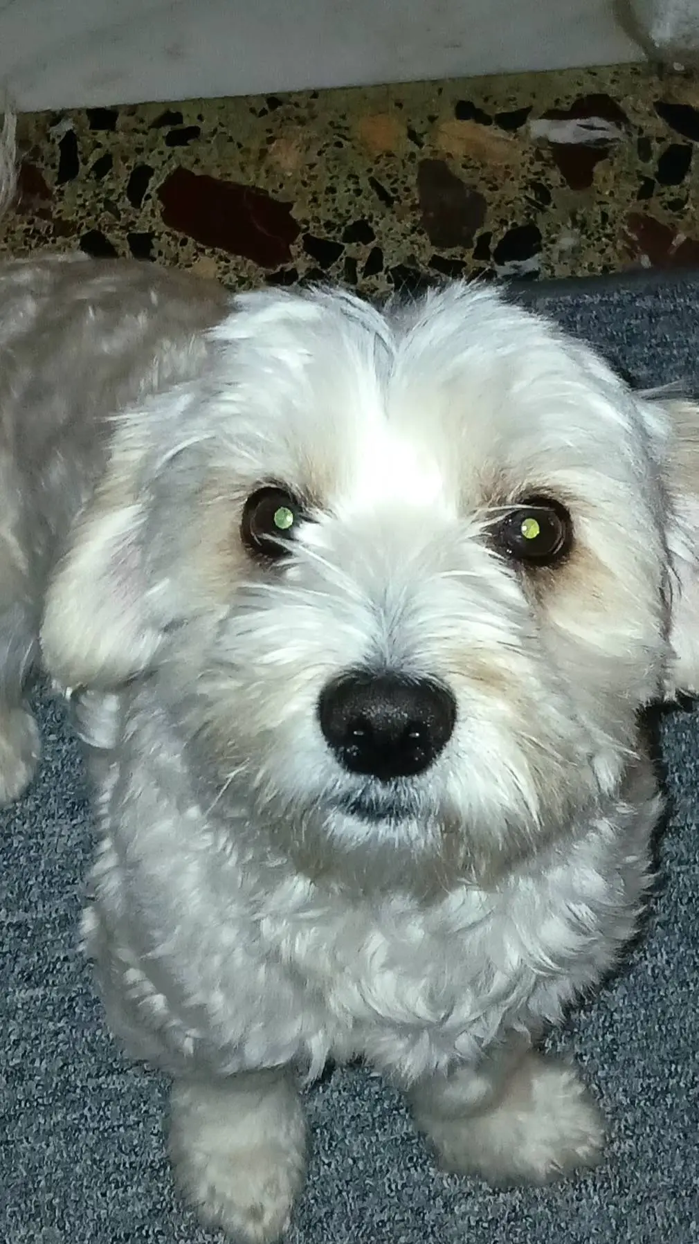 Talkie AI - Chat with Dog