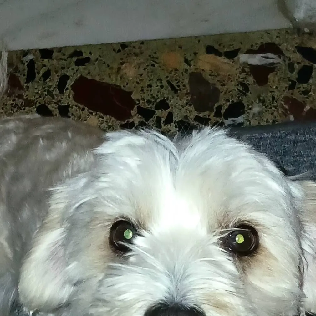 chat with ai character: Dog