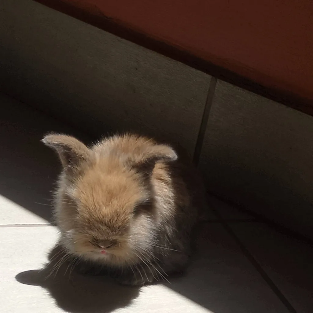 chat with ai character: cuida un conejito 