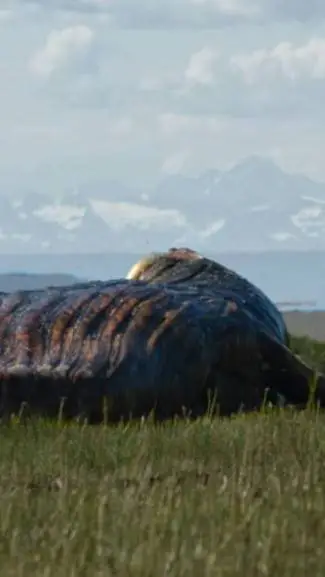 ai character: SCP-682 background