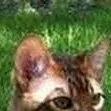 chat with ai character: SCP-247