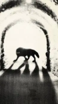 ai character: SCP-023 background