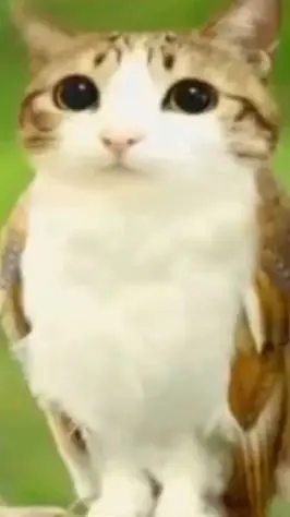 ai character: Meowl background