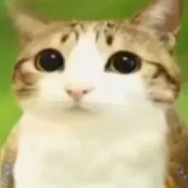 chat with ai character: Meowl